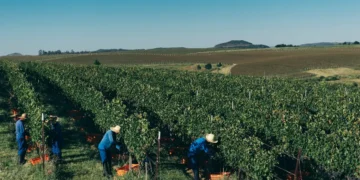 Como a Salton zerou o uso de herbicidas em vinhedos próprios